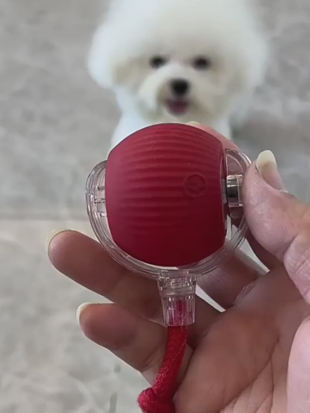 Interactive pet ball